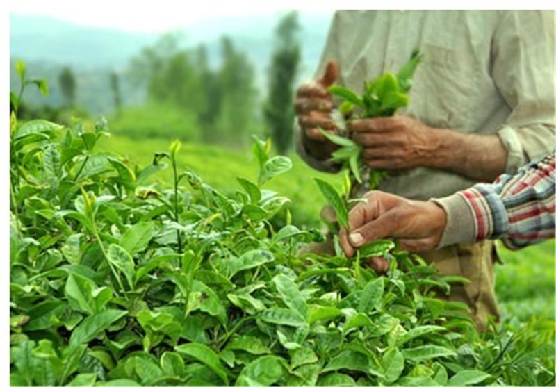 قیمت تضمینی برگ سبز چای افزایش یافت