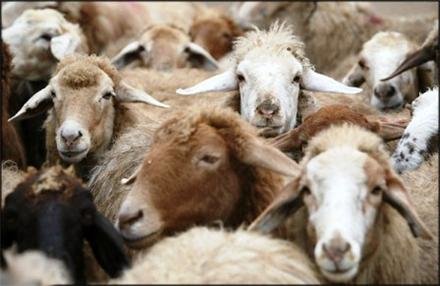 تکذیب صادرات گوسفند زنده از ایران به کشورهای عربی