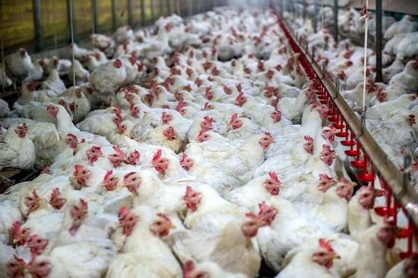 ظرفیت ۲ میلیارد دلاری صادرات مرغ کشور/ گردش مالی ۱۲۵ هزار میلیارد تومانی صنعت مرغ گوشتی