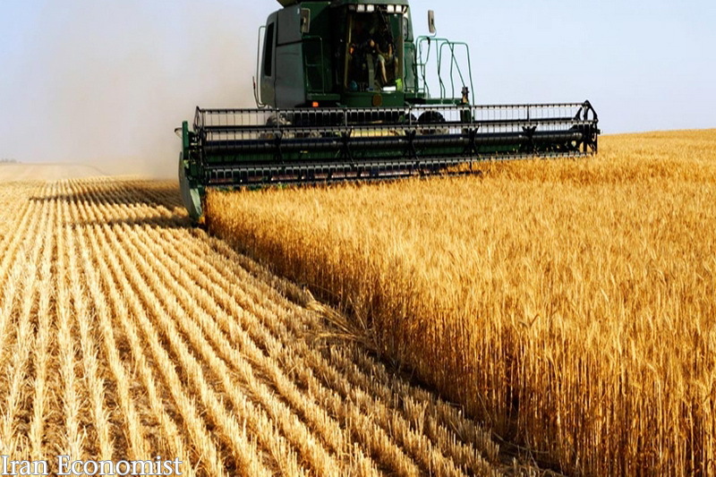 خرید۴.۶ میلیون تن گندم از کشاورزان