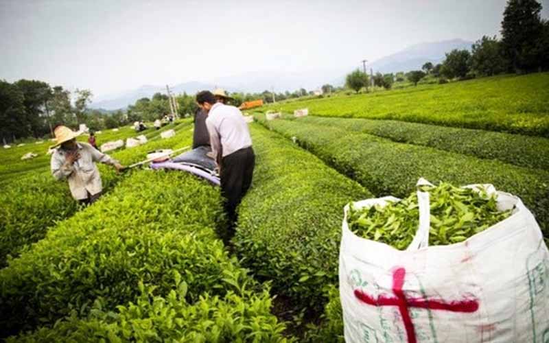روز/خرید برگ سبز چای از ۶۷ هزار تن فراتر رفت/پیش بینی تولید ۱۲۰ هزار تن برگ سبز چای