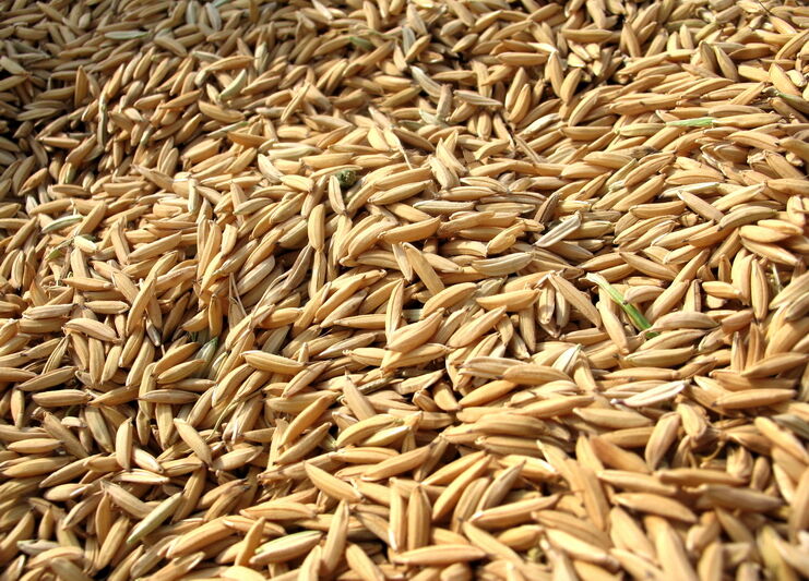 ۶۵۰ هزار تن بذر محصولات زراعی و سبزی و صیفی گواهی شد