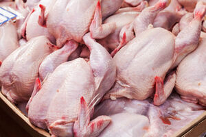 نیازی به واردات مرغ نداریم/قیمت هر کیلو مرغ ۱۵ هزار و ۵۰۰ تومان