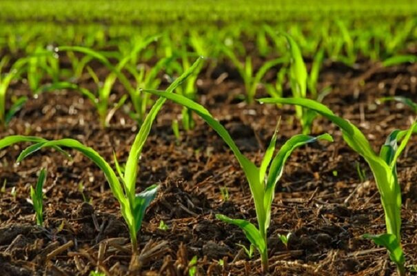 دستورالعمل ایمنی نانومحصولات کشاورزی در هند تدوین شد