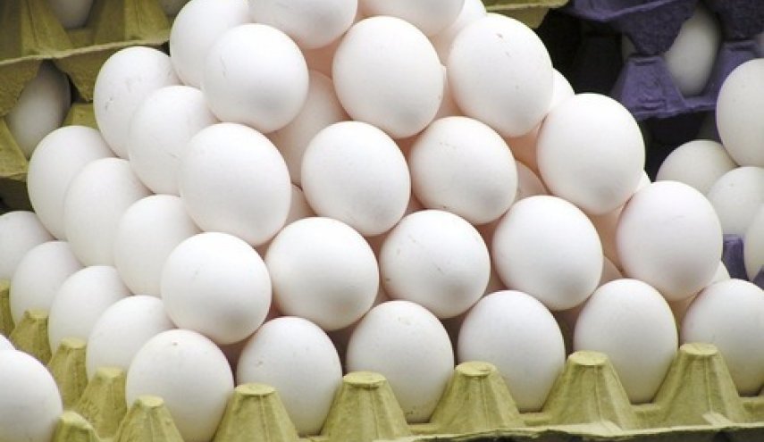 نوسان قیمت تخم مرغ در بازار/ صادرات تخم مرغ به ۱۳ هزار تن رسید