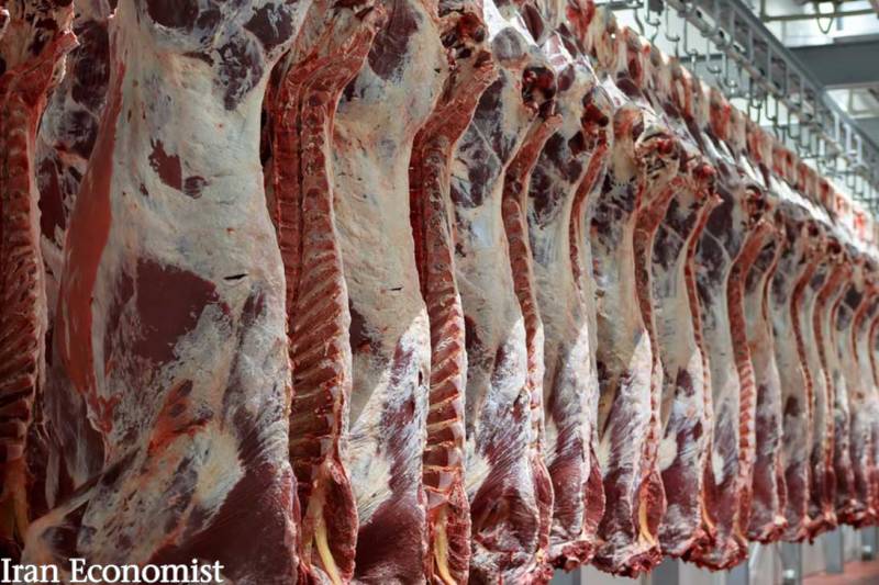 افراط در واردات گوشت قرمز، تولید داخل را بی‌مشتری کرد/ ۲۵ درصد بیش از نیاز گوشت دام سنگین وارد کرده‌ایم/ فروش نقدی دام متوقف شده است