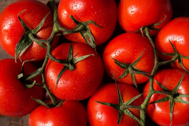 خرید حمایتی ۱۶۲ هزار تن گوجه فرنگی در چهار استان