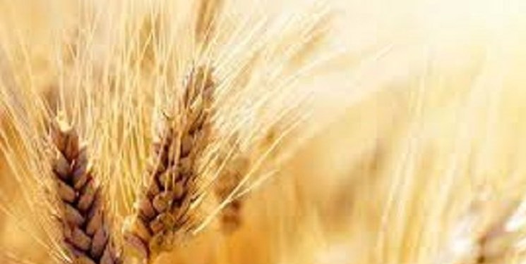 کاهش قیمت گندم و ذرت در بازارهای جهانی