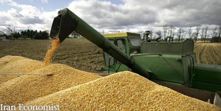 افزایش قیمت گندم بر نرخ نان تاثیرگذار است