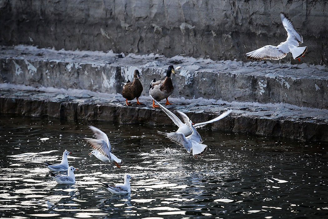 تصاویر|تهران؛ میزبان «پرندگان سیبری»