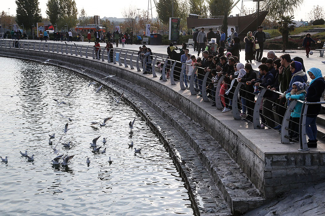 تصاویر|تهران میزبان کاکایی صورتی و اردک سیاه کاکل سیبری