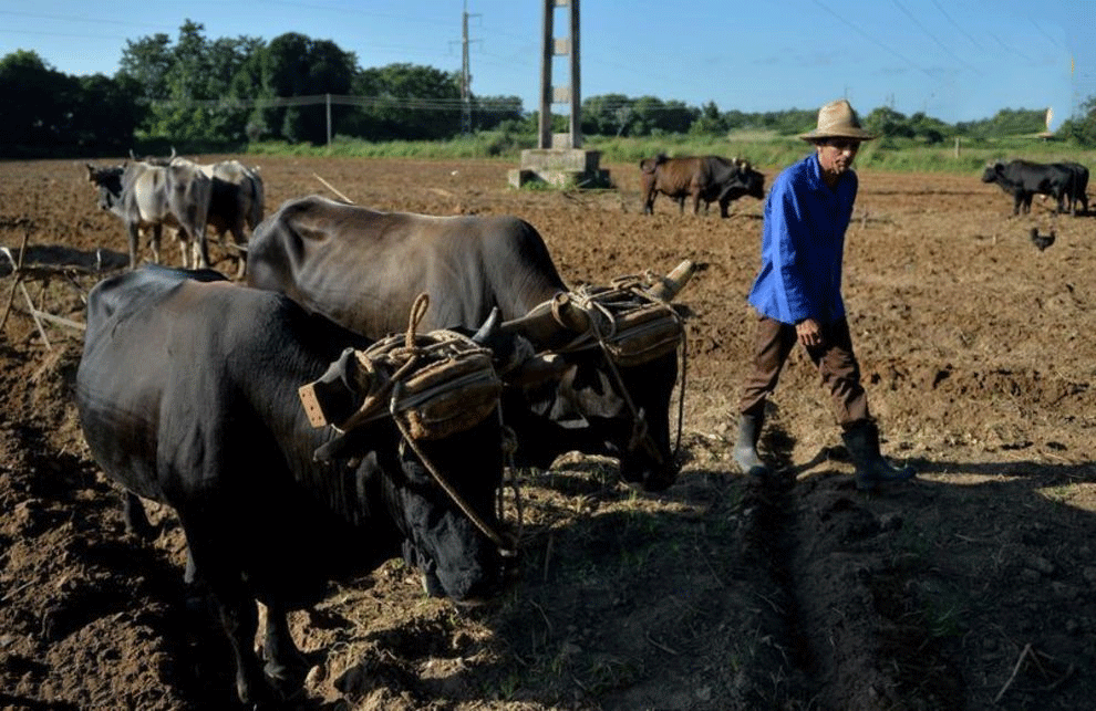 کمبود سوخت در کوبا؛ مردم اسب و گاو سوار شدند