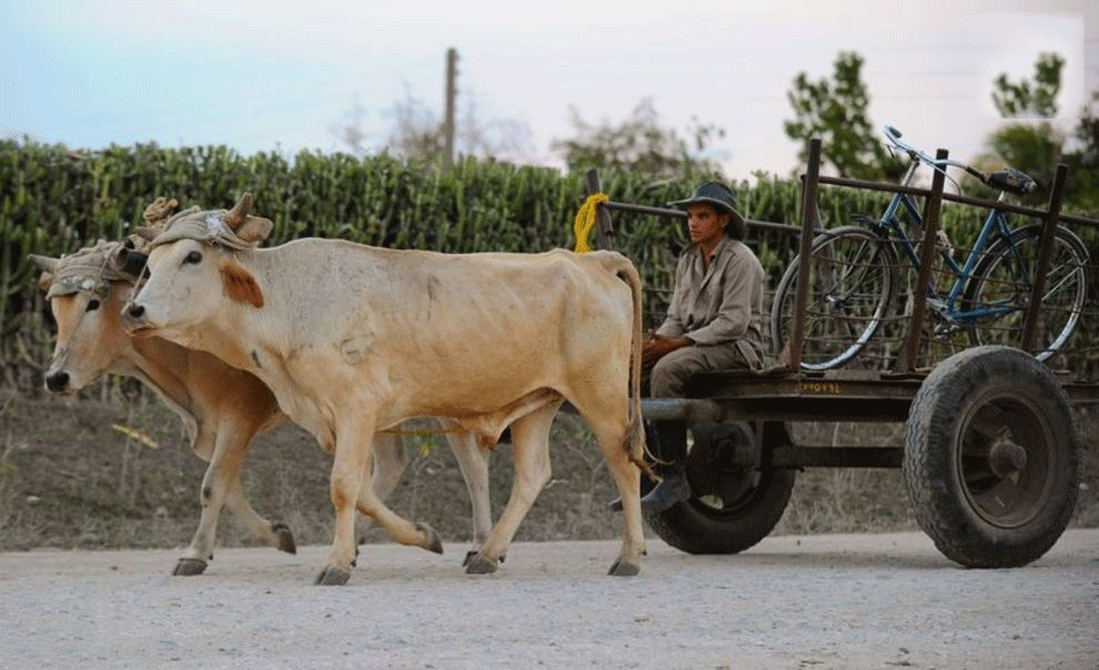 کمبود سوخت در کوبا؛ مردم اسب و گاو سوار شدند