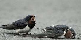 احیای قلبی یک گنجشک + فیلم