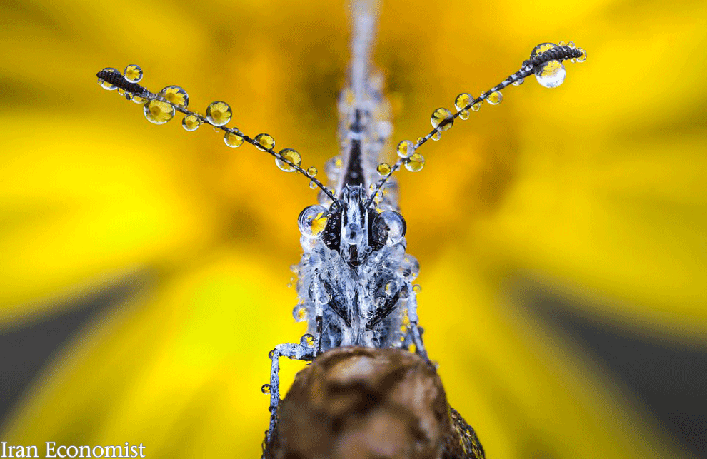 تصاویر مجذوب کننده از حشرات در قطره باران