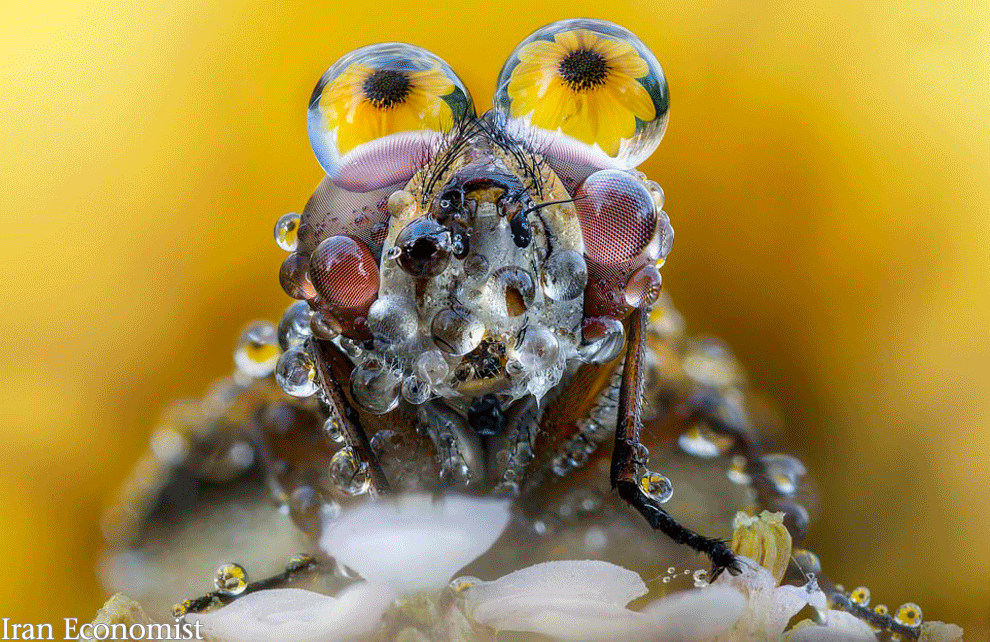تصاویر مجذوب کننده از حشرات در قطره باران