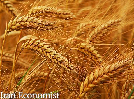 ایران یک میلیون تن گندم خارجی خرید
