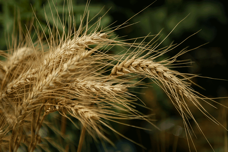 واردات گندم زنگ خطر جدی برای امنیت غذایی کشور