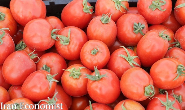 افزایش قیمت گوجه فرنگی ارتباطی به سهیمه‌بندی بنزین ندارد