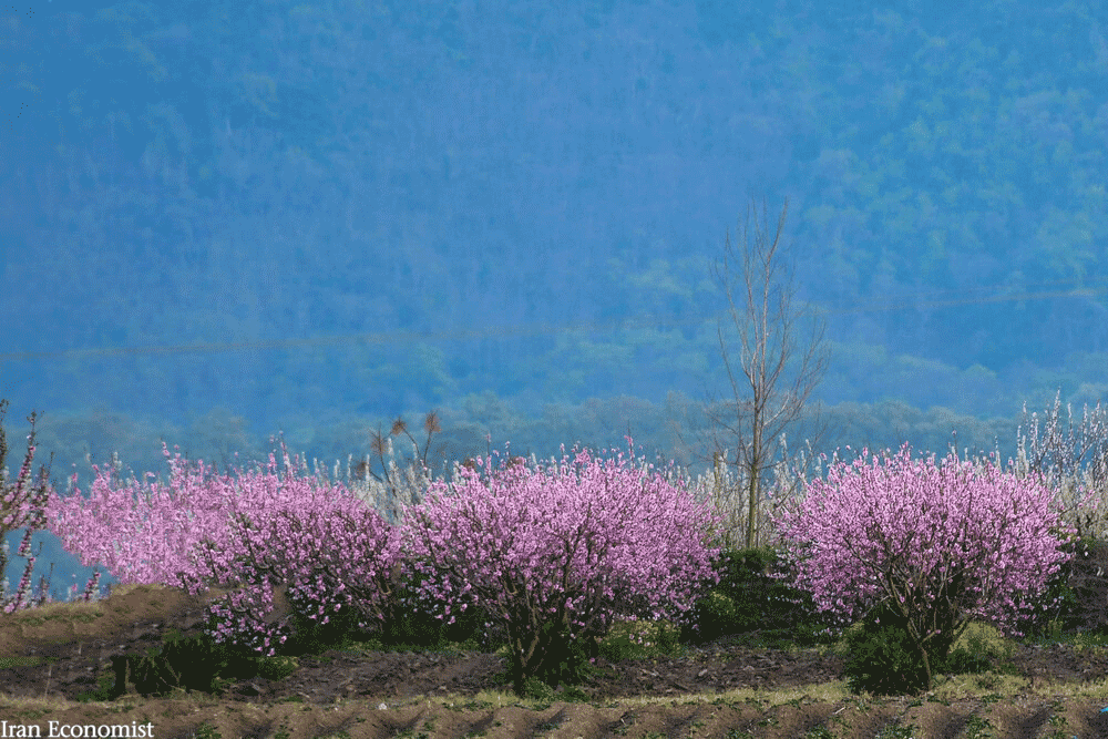 تصاویر بهاری از مزارع گلستان