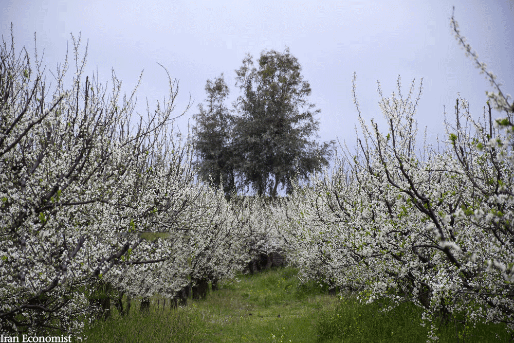 تصاویر بهاری از مزارع گلستان