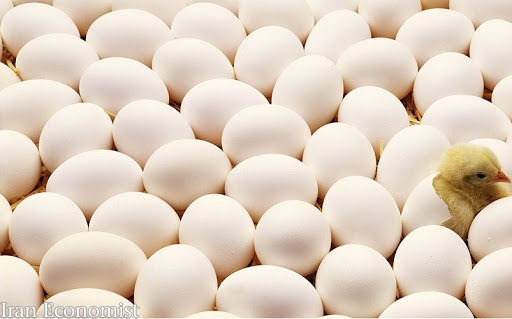 تولید روزانه تخم مرغ به ۳ هزار تن رسید