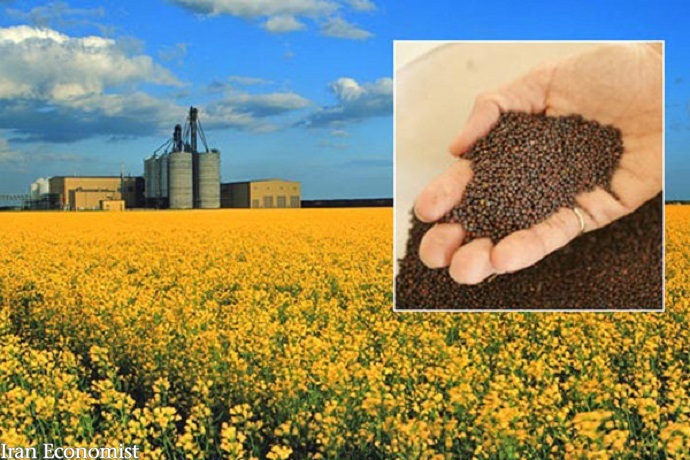 قیمت خرید تضمینی دانههای روغنی و چای فردا نهایی میشود قیمت خرید تضمینی دانههای روغنی و چای فردا نهایی میشود