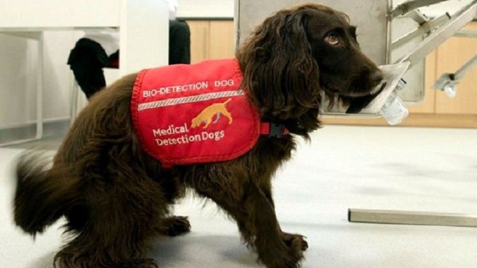 استفاده از سگ برای شناسایی مبتلایان به کرونا در فرودگاه‌های امارات