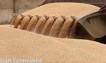 عبور تولید گندم ایران از مرز ۱۸ میلیون تن
