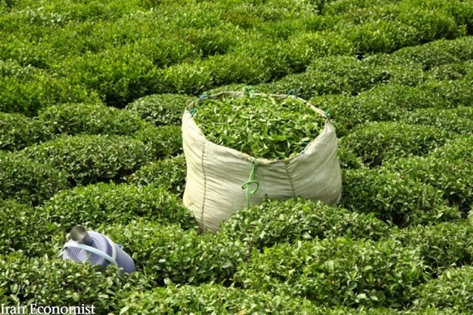 پیش بینی برداشت ۱۳۰ هزار تن برگ سبز چای در سال جاریپیش بینی برداشت ۱۳۰ هزار تن برگ سبز چای در سال جاری