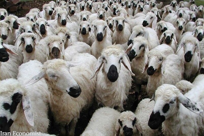 قاچاق سالانه ۶۰ هزار راس دام از کشور/ رئیس سازمان دامپزشکی: ۶۷ میلیون گوسفند و بُز داریم    ۲۱ آبان ۱۳۹۹ - ۰۹:۰۴ اخبار اقتصادی اخبار کشاورزی قاچاق سالانه 60 هزار راس دام از کشور/ رئیس سازمان دامپزشکی: 67 میلیون گوسفند و بُز داریم
