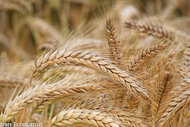خبرهای واردات گندم کذب است