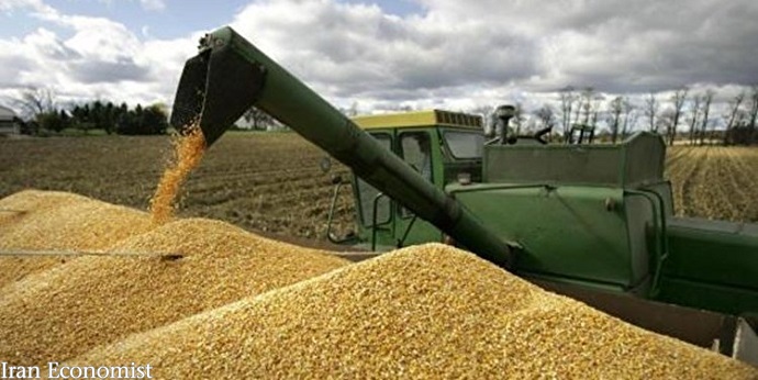 افزایش ۵۶ درصدی خرید گندم در ۸ ماهه امسال