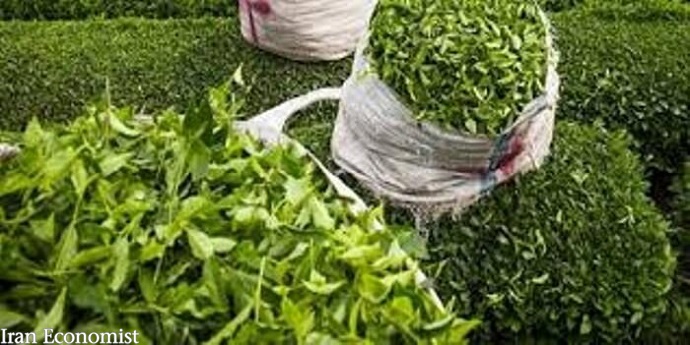 رییس سازمان چای کشور اعلام‌کرد:پرداخت ۵۲ میلیارد تومان تسهیلات به چایکاران و کارخانجات فرآوری چایپرداخت ۵۲ میلیارد تومان تسهیلات به چایکاران و کارخانجات فرآوری چای