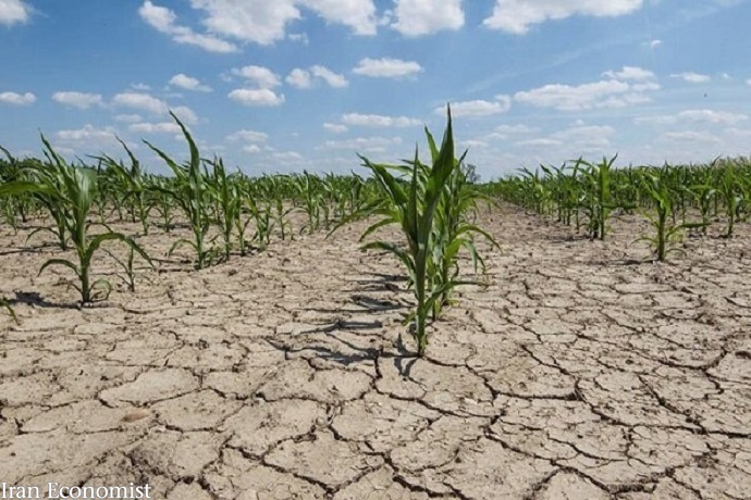 خسارت خشکسالی به بخش کشاورزی ۶۷ هزار میلیارد تومان برآورد شد