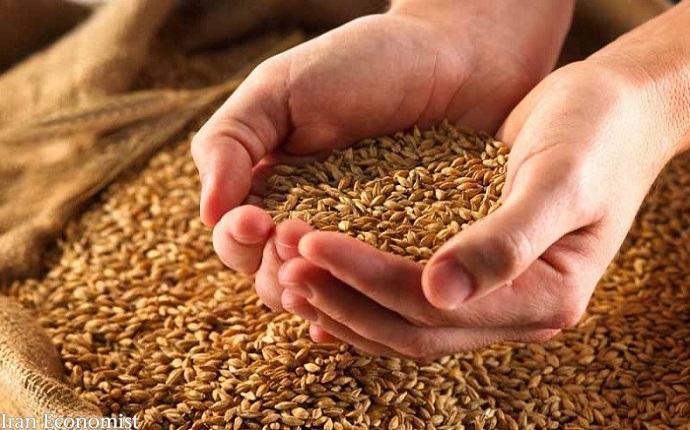 خرید تضمینی ۴ میلیون و ۸۰۰ هزار تن گندم از کشاورزان