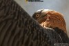 national geographic azadi13