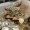 نرخ ارز، سکه و طلا امروز27 اردیبهشت