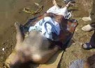 دانشجوي فداكار جان باخت
