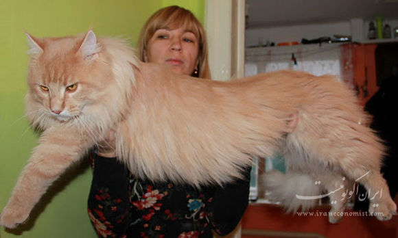 ایران اکونومیست این گربه های عظیم الجثه از سگ بزرگترند!