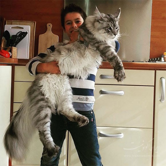 این گربه های عظیم الجثه از سگ بزرگترند!