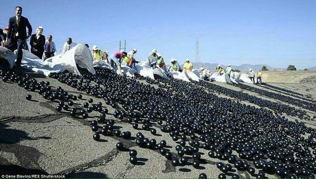 توپ های سیاه کالیفرنیا
