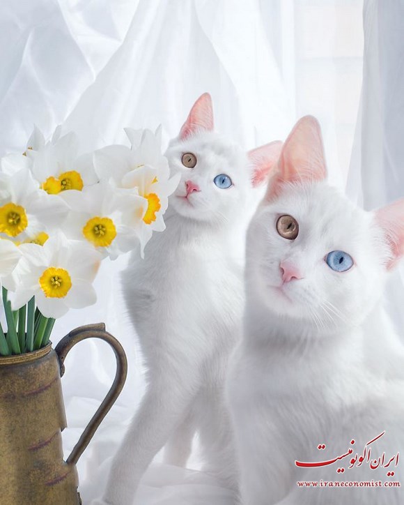 گربه های دوقولو با چشمانی حیرت انگیز + تصاویر