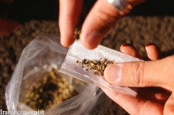 «گل» سکوی اعتیاد به هروئین و شیشه شده است
