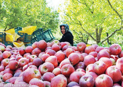 کمبودی در ذخیره سازی سیب شب عید نداریم