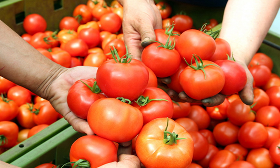 گوجه&zwnj;فرنگی، معجزه&zwnj;گر درمان کبد چرب