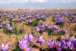 زغفران‌ کاران در بورس کالا منتفع می‌شوند