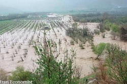 صندوق بیمه کشاورزی 65.5 میلیارد تومان غرامت سیل پرداخت