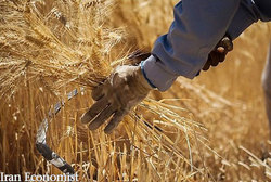 واکنش گندمکاران برای تحویل گندم، ۱۷۰۰ نمی فروشیم