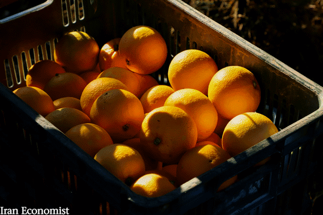 ویروس کرونا رمق بازار میوه شب عید را گرفت